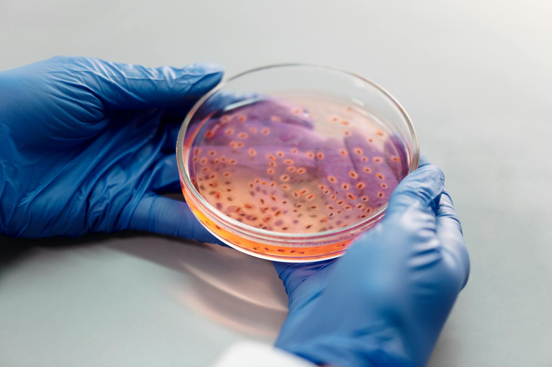 Life in a Petri dish